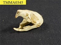 藏品(小黃腹鼠頭骨)的圖片